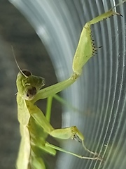 Musoniella