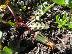 Taraxacum ceratophorum