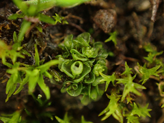 Sphaerocarpos texanus