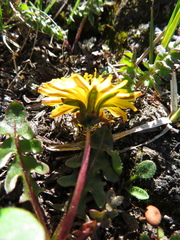 Taraxacum ceratophorum