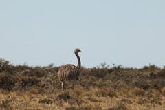 Rhea pennata