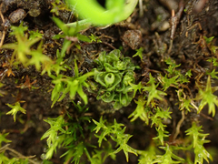 Sphaerocarpos texanus