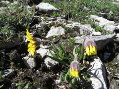 Arnica angustifolia