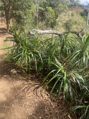 Freycinetia arborea