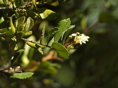 Lomatia dentata
