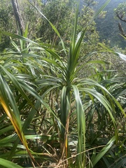 Freycinetia arborea