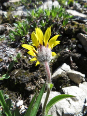 Arnica angustifolia