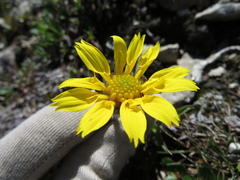 Arnica angustifolia