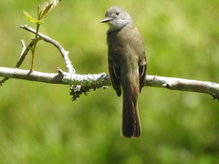 Myiarchus panamensis