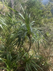 Freycinetia arborea