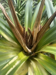 Freycinetia arborea