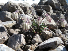 Silene uralensis