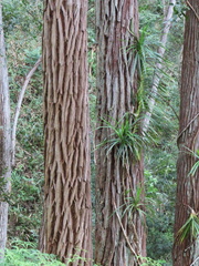 Freycinetia arborea