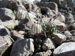 Silene uralensis