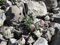 Silene uralensis