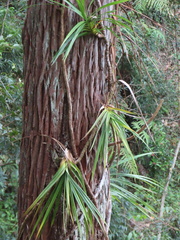 Freycinetia arborea