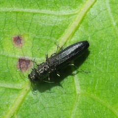 Agrilini