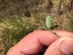 Glycine tabacina