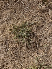 Enteropogon acicularis