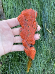 Metandrocarpa dura