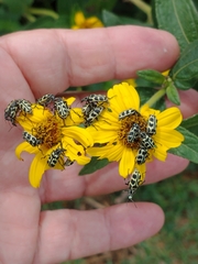 Astylus atromaculatus