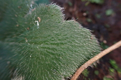 Hemionitis palmata