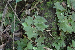 Hemionitis palmata