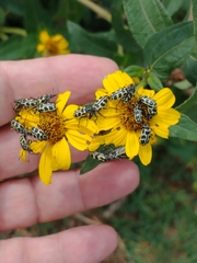 Astylus atromaculatus