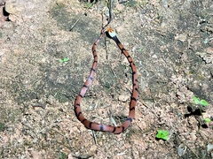 Siphlophis compressus