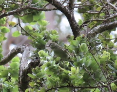 Chlorodrepanis flava