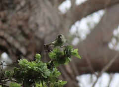 Chlorodrepanis flava