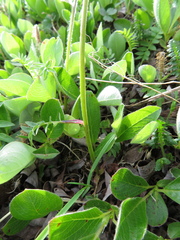 Polemonium acutiflorum
