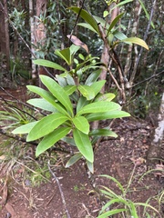 Amyema scandens