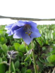 Polemonium acutiflorum