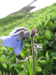 Polemonium acutiflorum