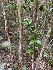 Amyema scandens
