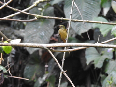 Mionectes oleagineus