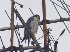 Falco peregrinus