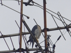 Falco peregrinus