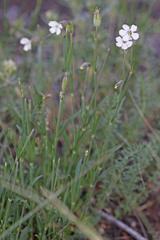 Silene douglasii douglasii