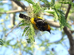 Icterus pustulatus