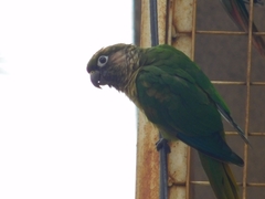 Pyrrhura frontalis