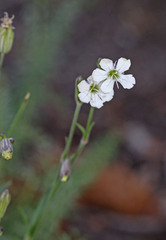 Silene douglasii douglasii