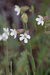 Silene douglasii douglasii