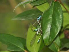 Ischnura