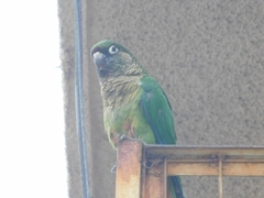 Pyrrhura frontalis