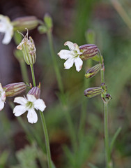 Silene douglasii douglasii