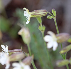 Silene douglasii douglasii