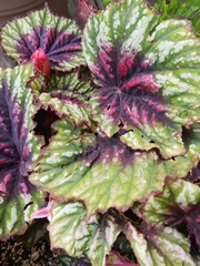 Begonia rex