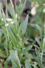 Silene douglasii douglasii